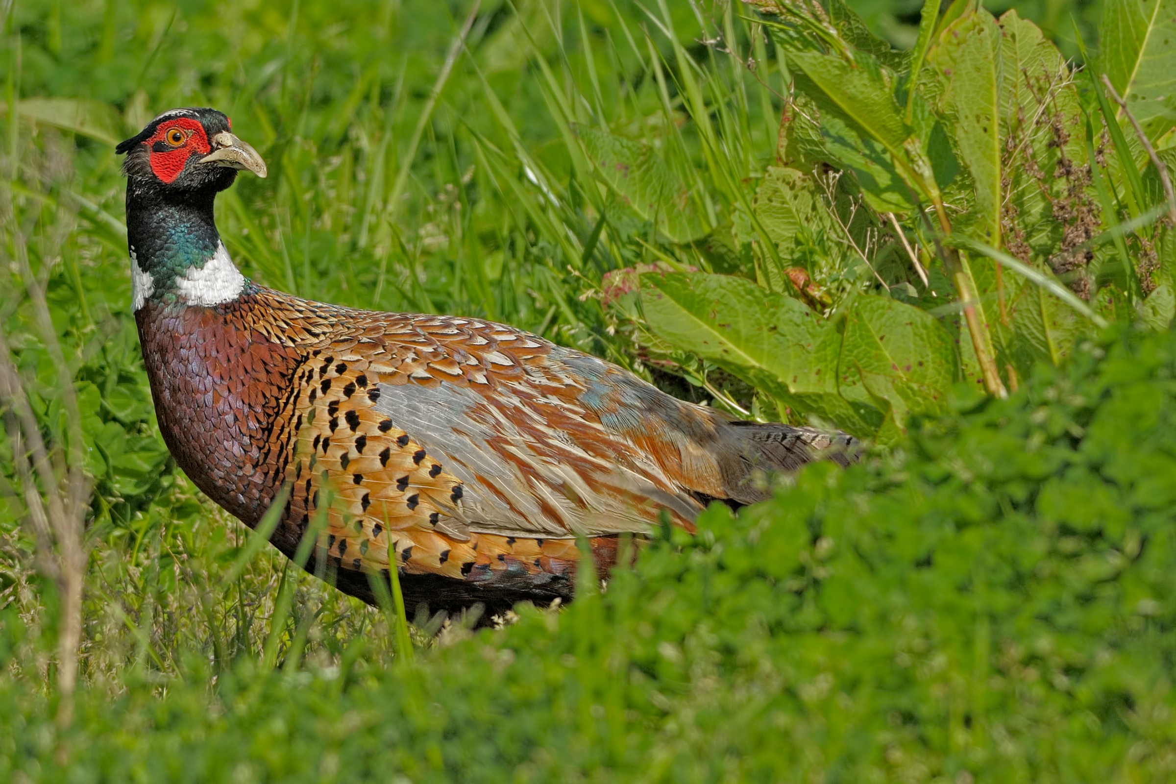 Fagiano (Phasianus colchicus)...