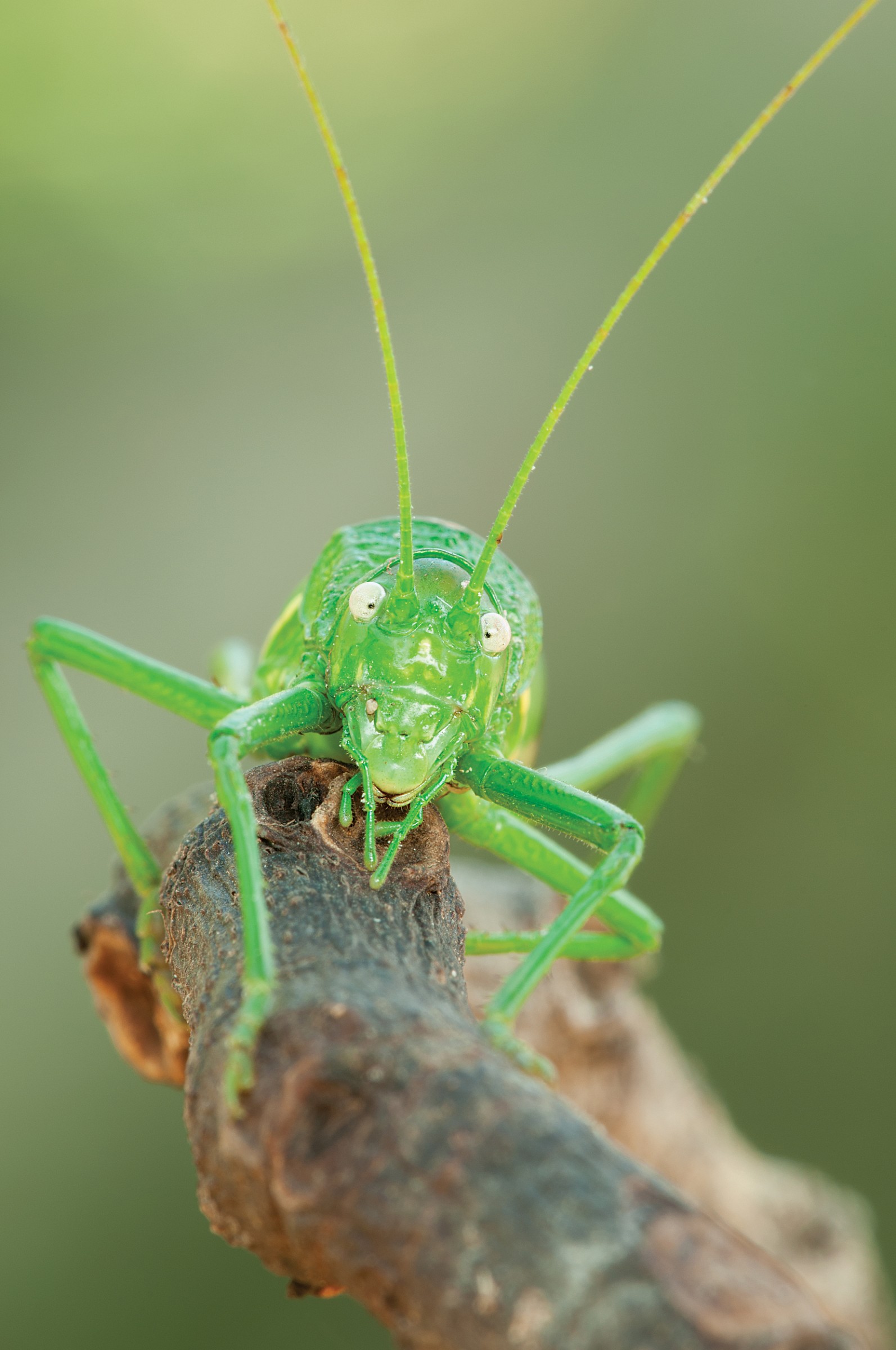 Nymph Tettigonia Virdissima...