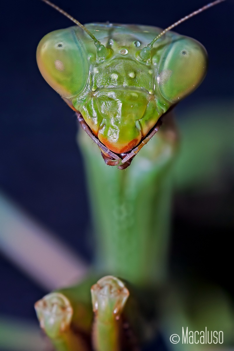 praying mantis...