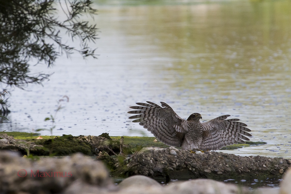 .. the landing of the Sparrowhawk ......
