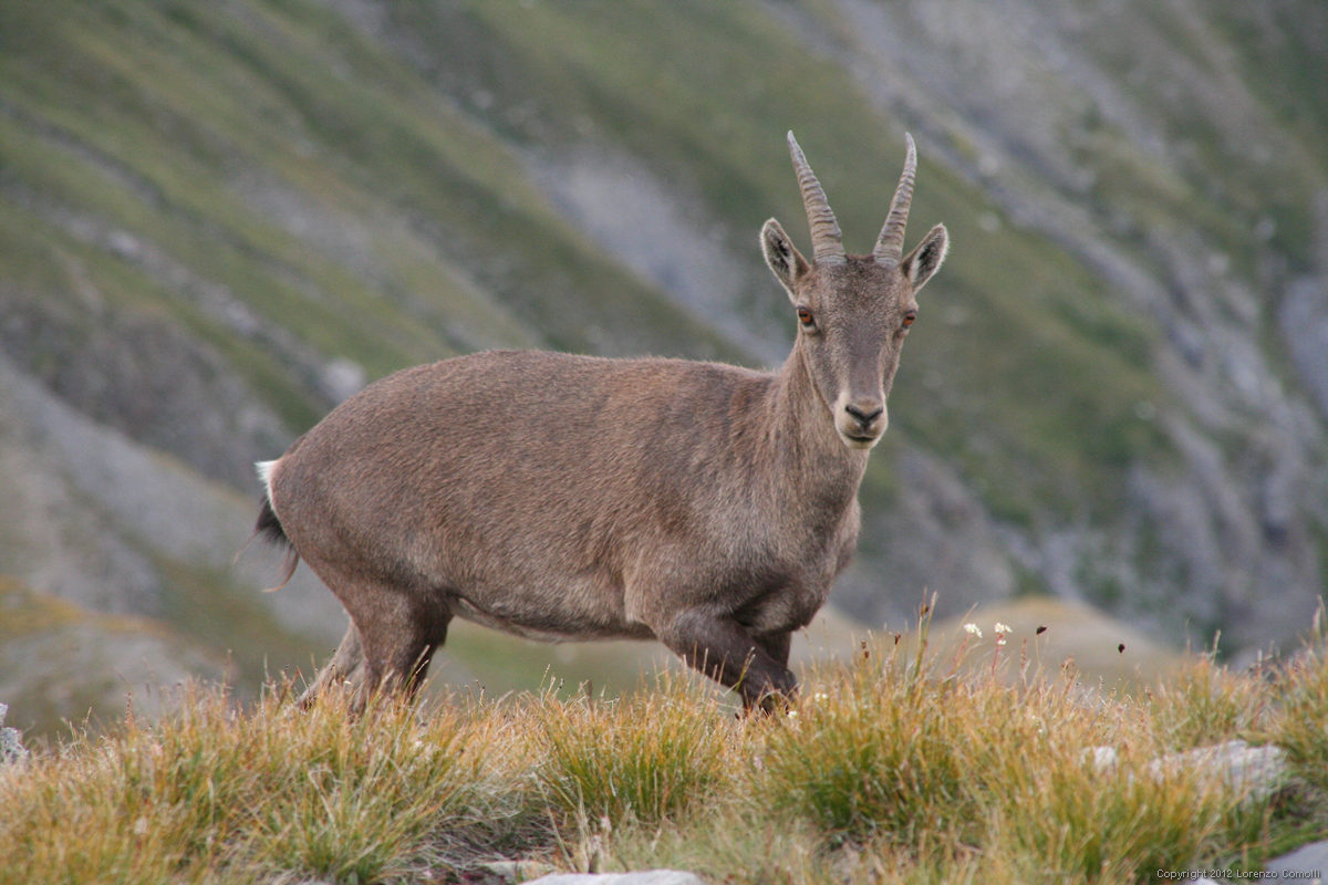 Ibex...