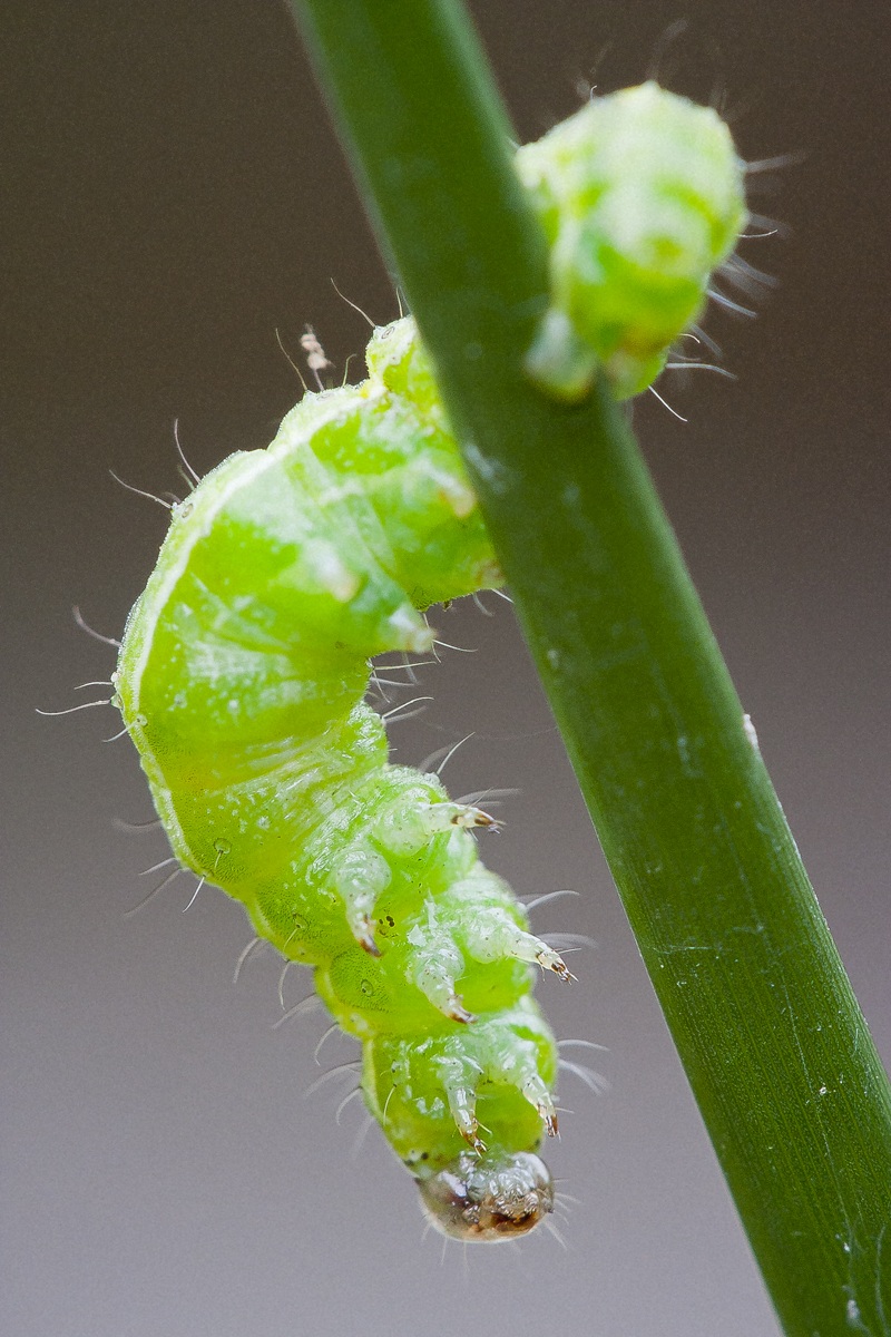 Green caterpillar...