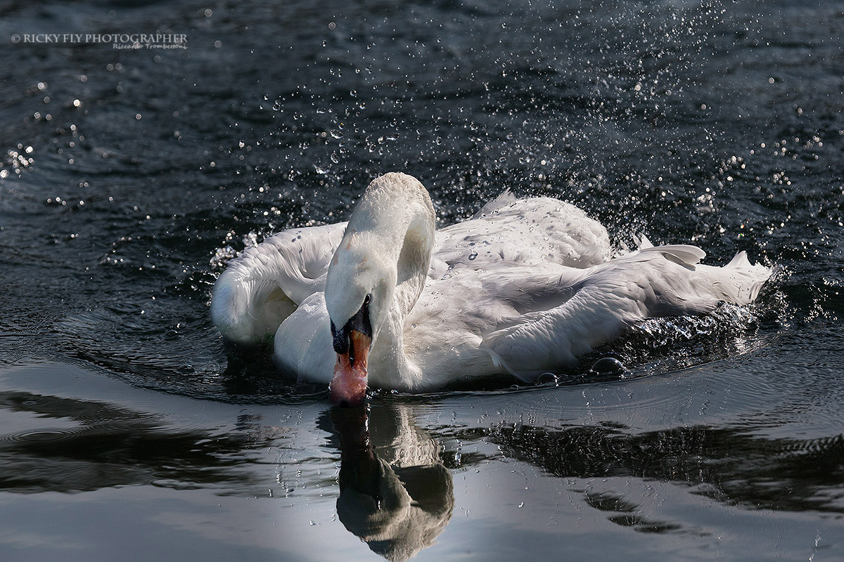 The Toilet of the Swan Part Two...