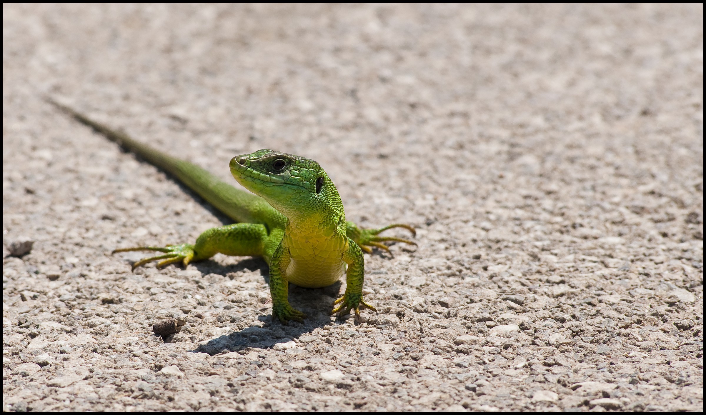 Где есть ящерицы. Ящерицы на Мальдивах. Зелёная ящерица на лужайке. Зеленая ящерица танцует. Зеленая ящерица с красными губами.