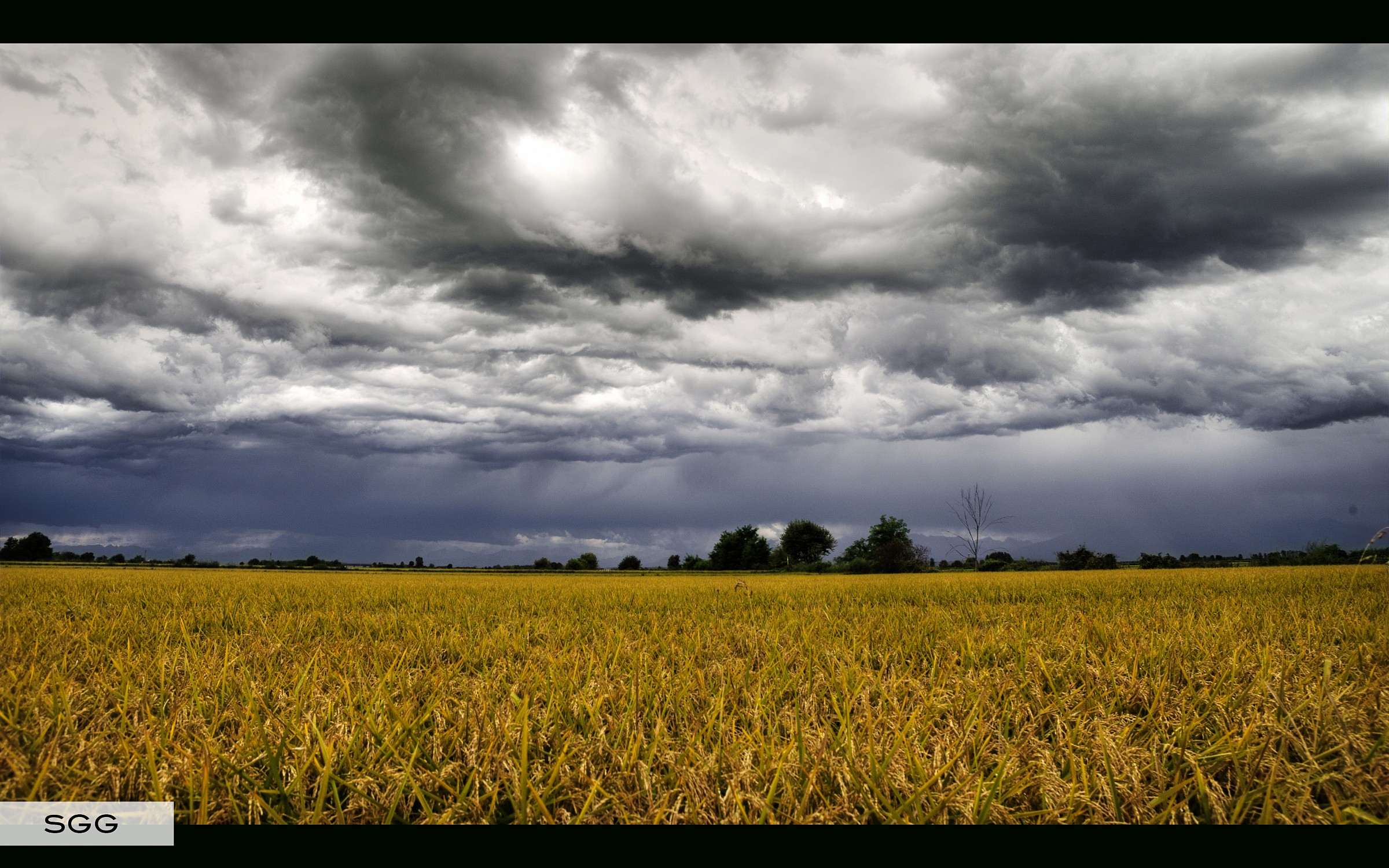 Stormy rice fields...
