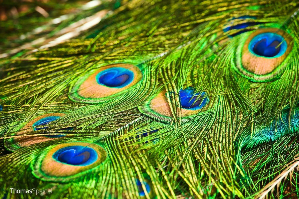 Peacock, detail,...