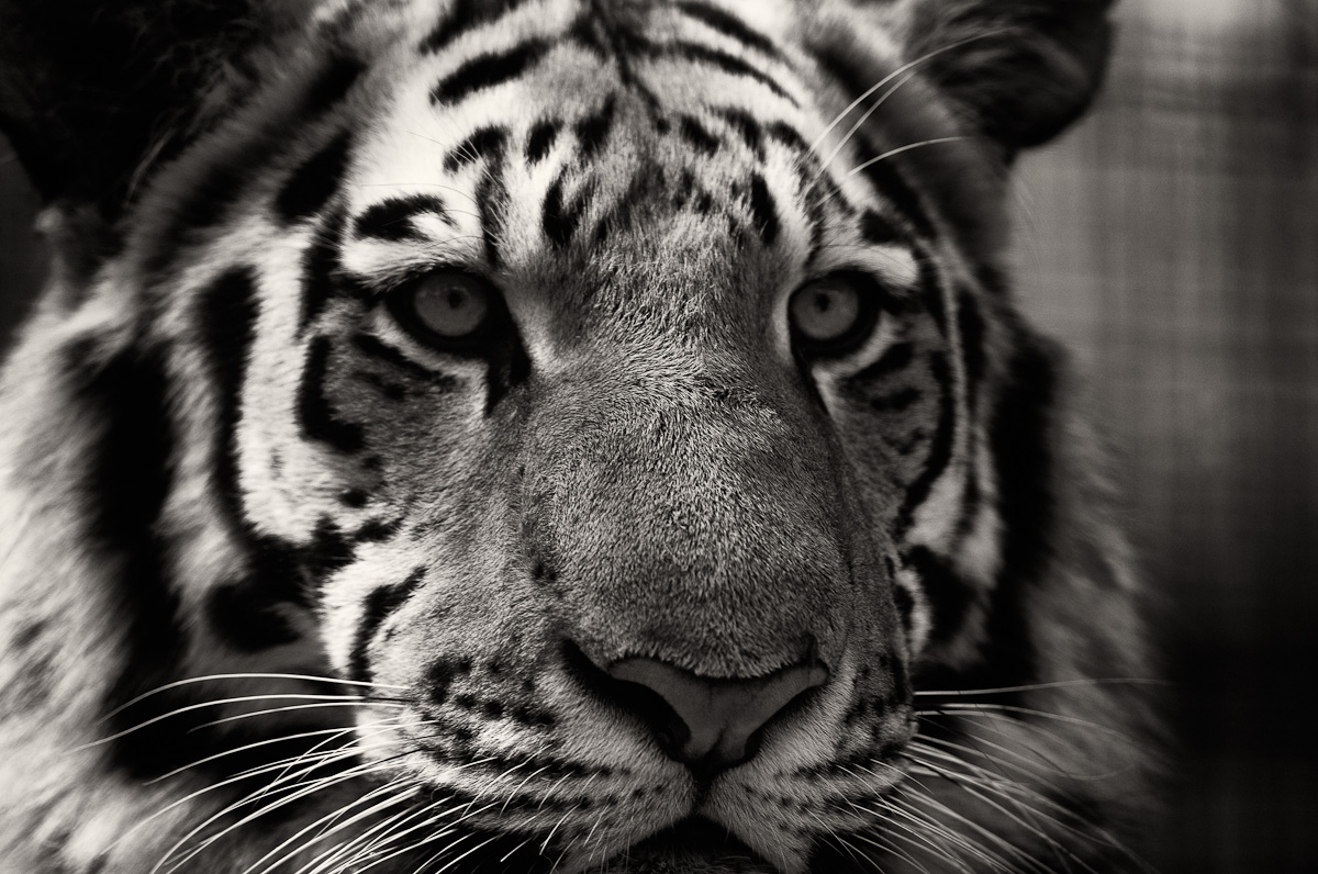 Siberian tiger....