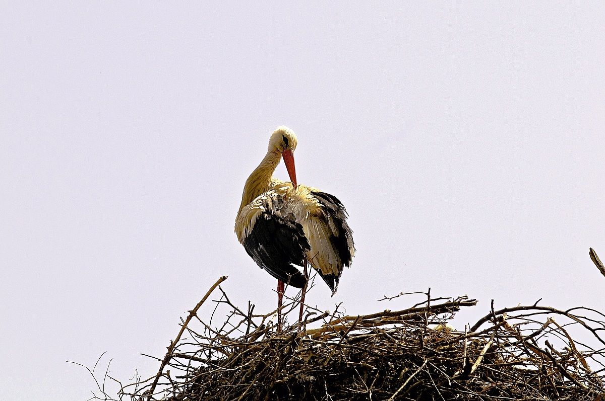 Stork...
