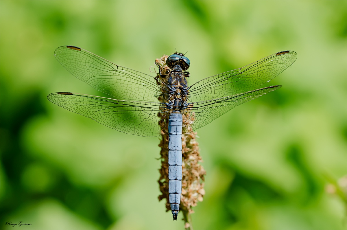 Libellula depressa...