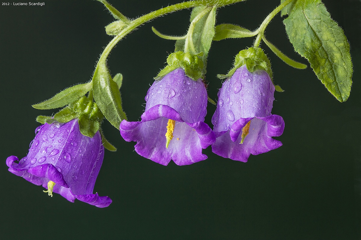 Campanule,MG7_1049...