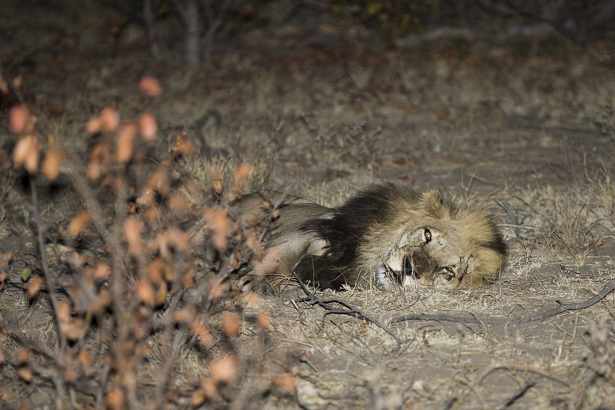 Sleeping lion at night...