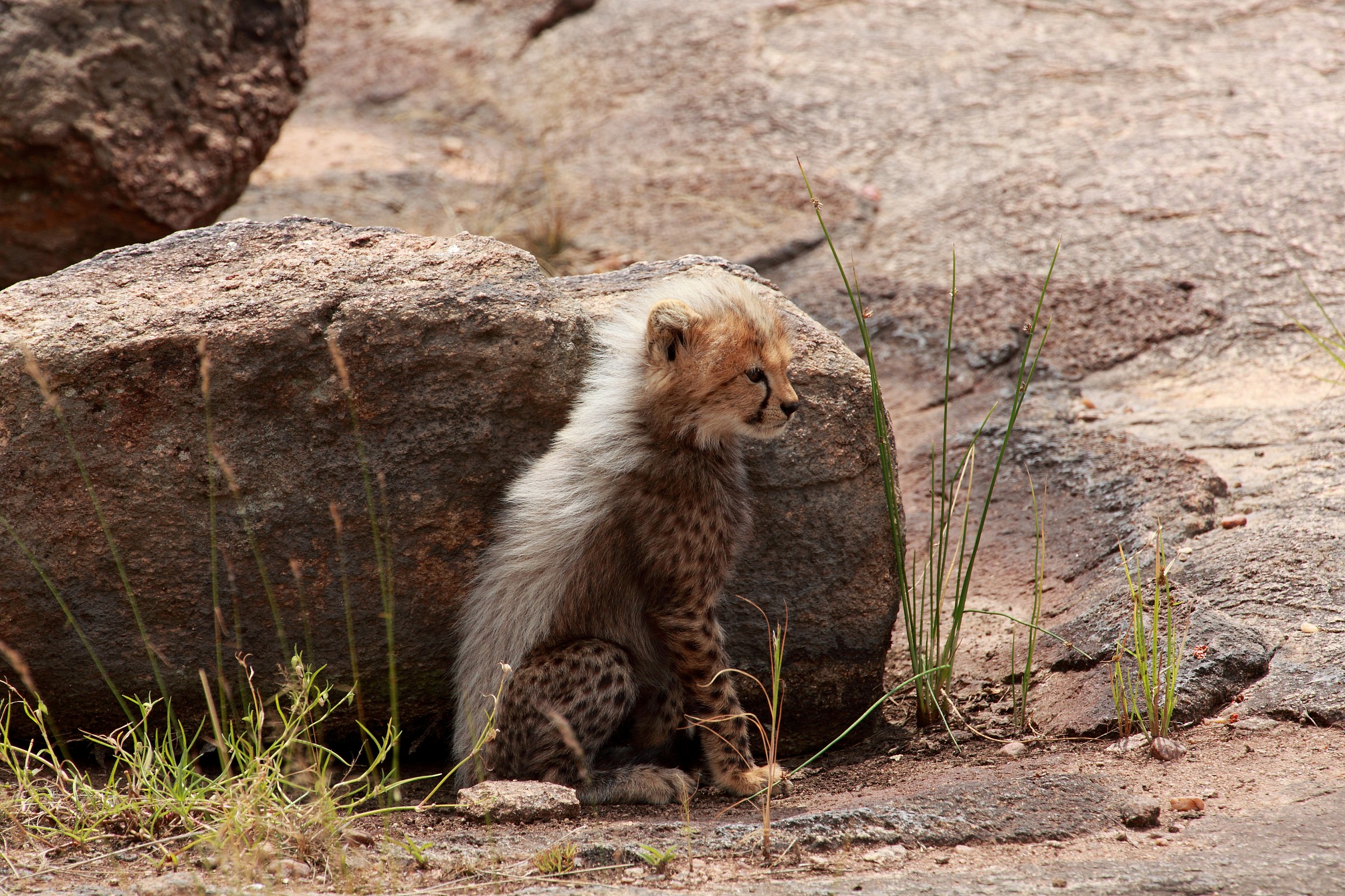 cheetah cub...
