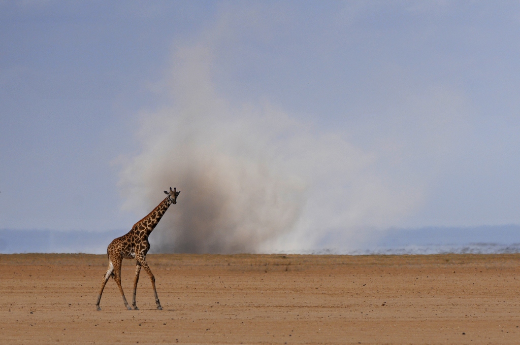 Twister - Kenya Amboseli...