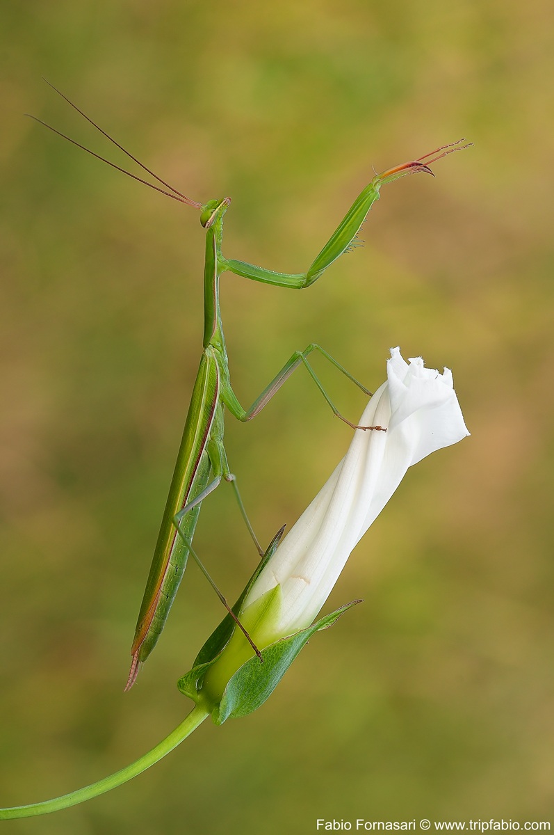 Mantide Religiosa...