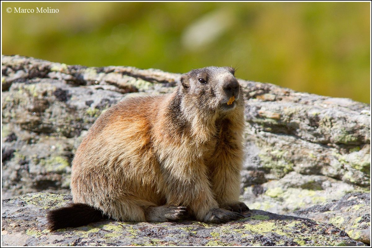 Marmota marmota - Marmotta...