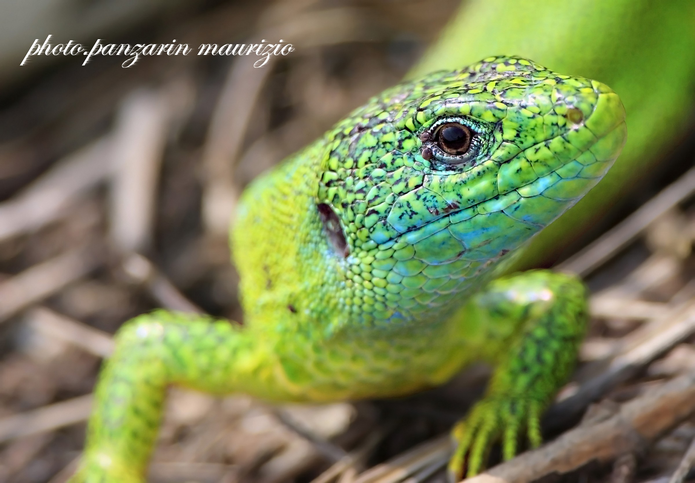 green lizard...