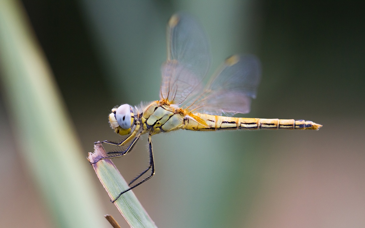Dragonfly gialla_2...
