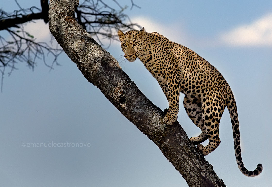 Leopard on the tree...