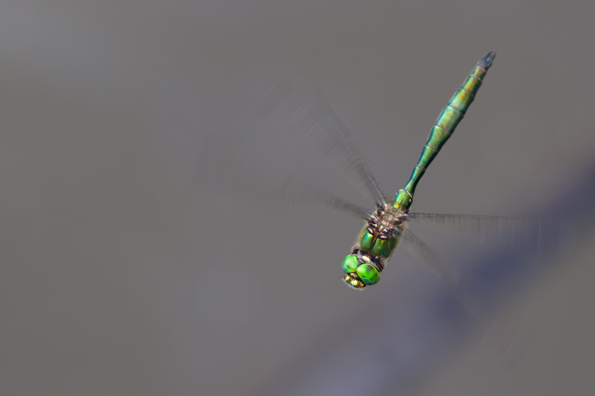 Brilliant Emerald in a shadow...