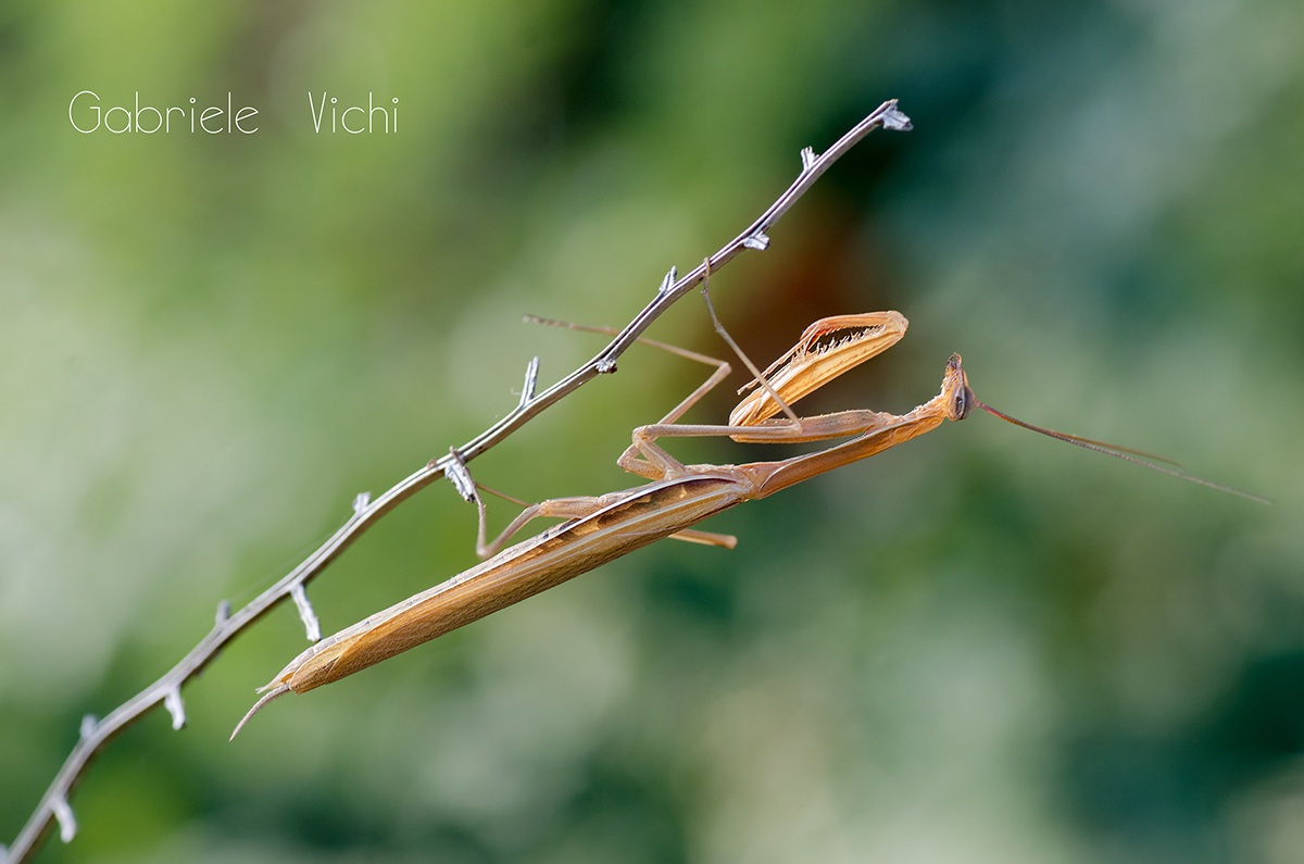 Mantis...