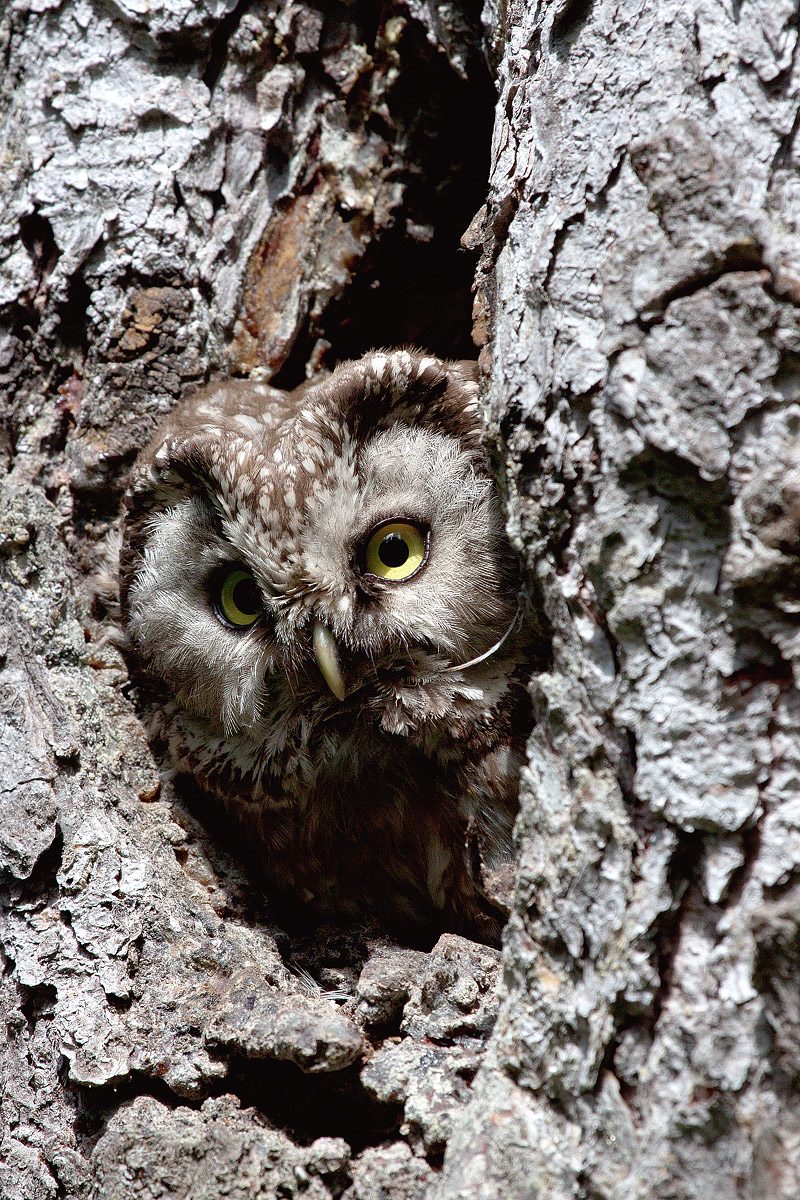 Capogrosso owl (Aegolius funereus)...
