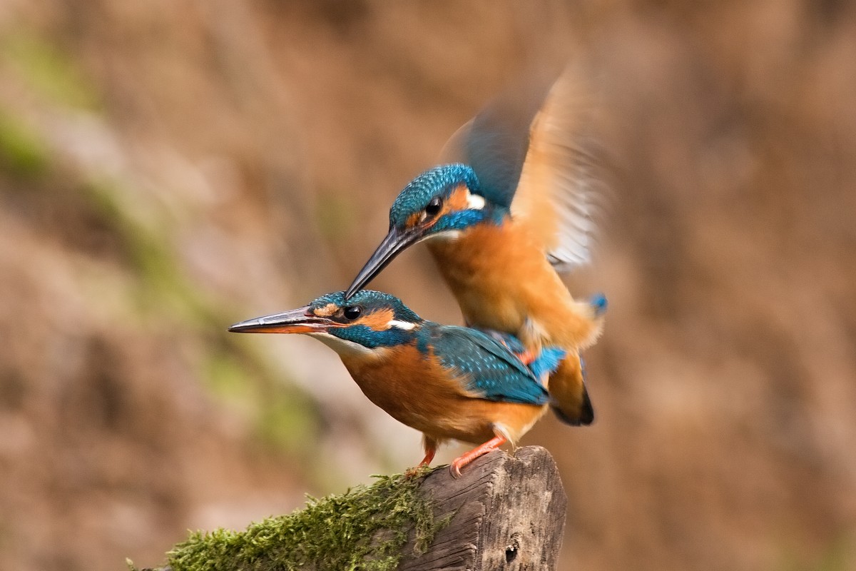 Kingfishers amore...