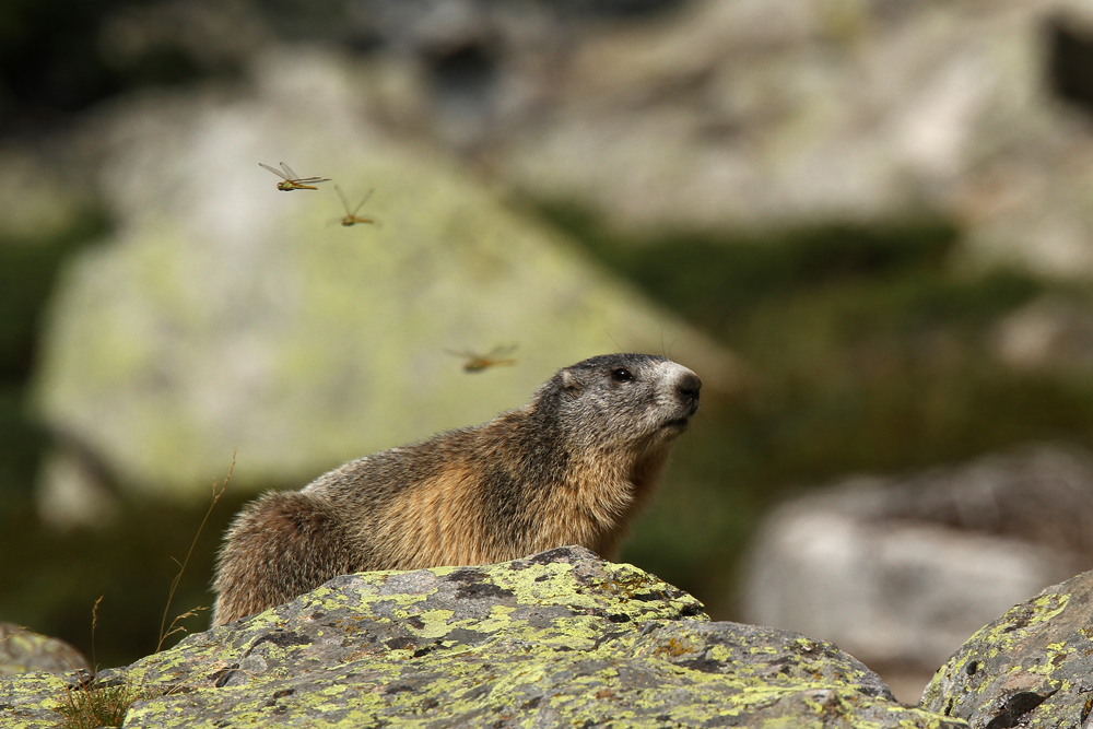 Marmot with dragonflies...