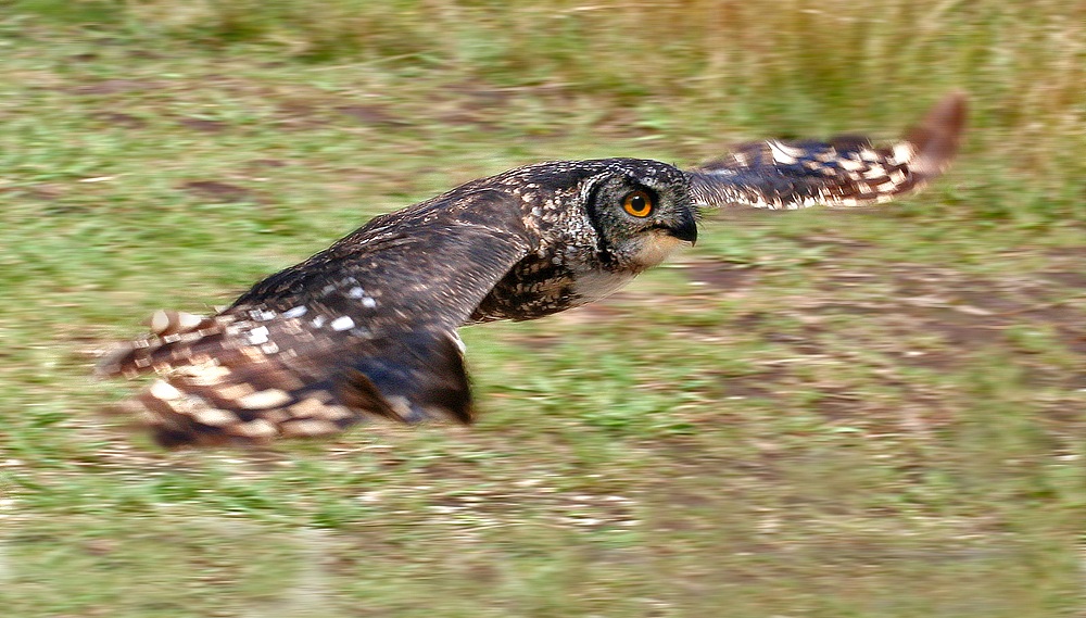 African spotted eagle owl (Bubo africanus)...