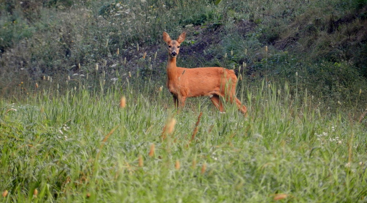 Female deer...