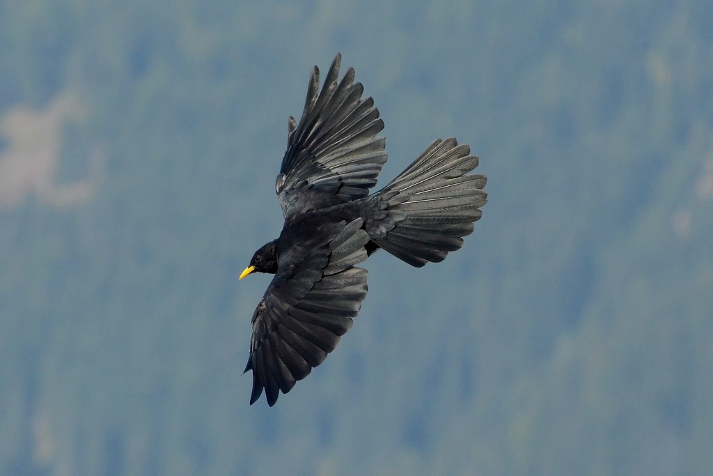 Alpine Chough...