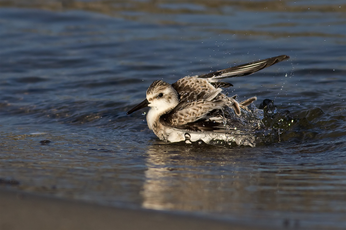 Toed Sandpiper...