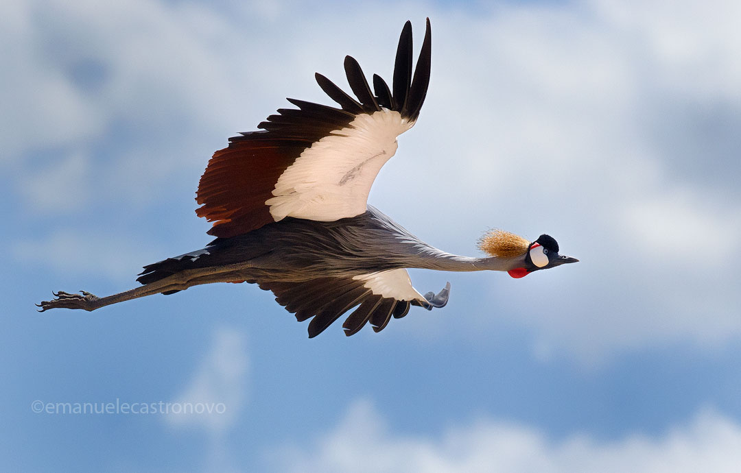 Crowned crane in flight...