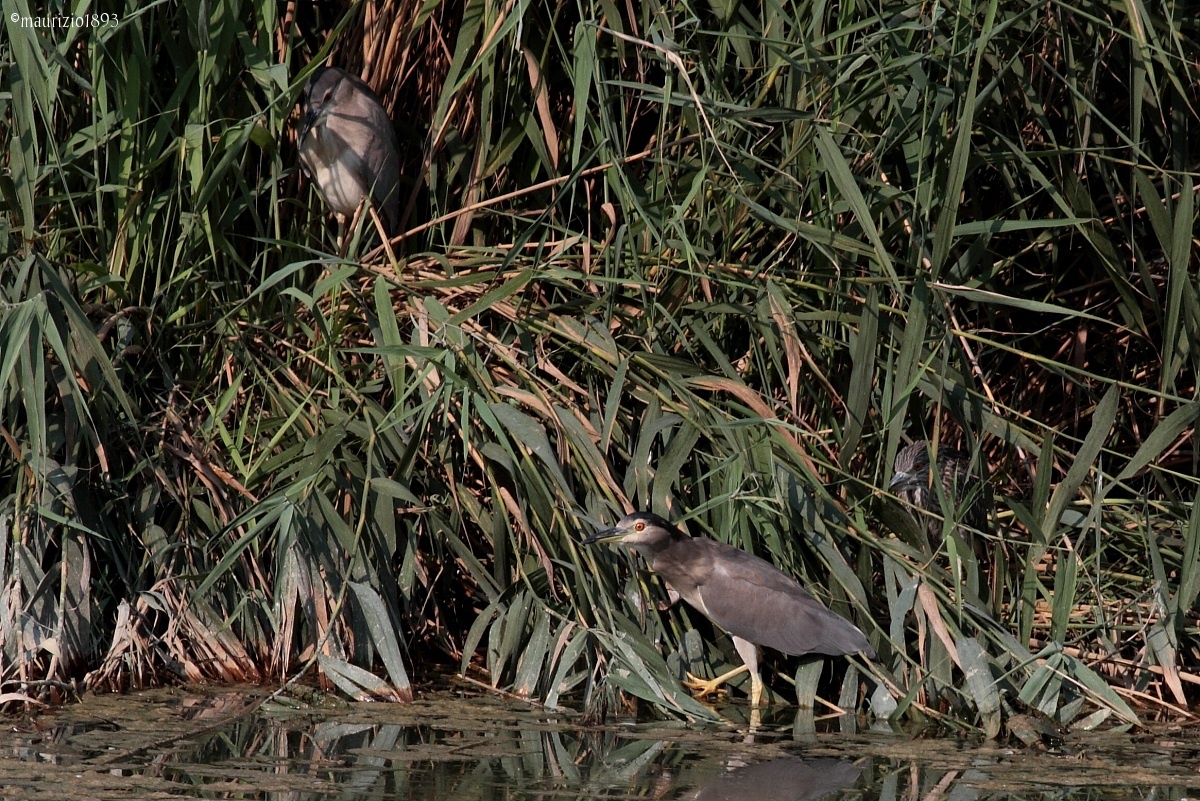 The Ambush...