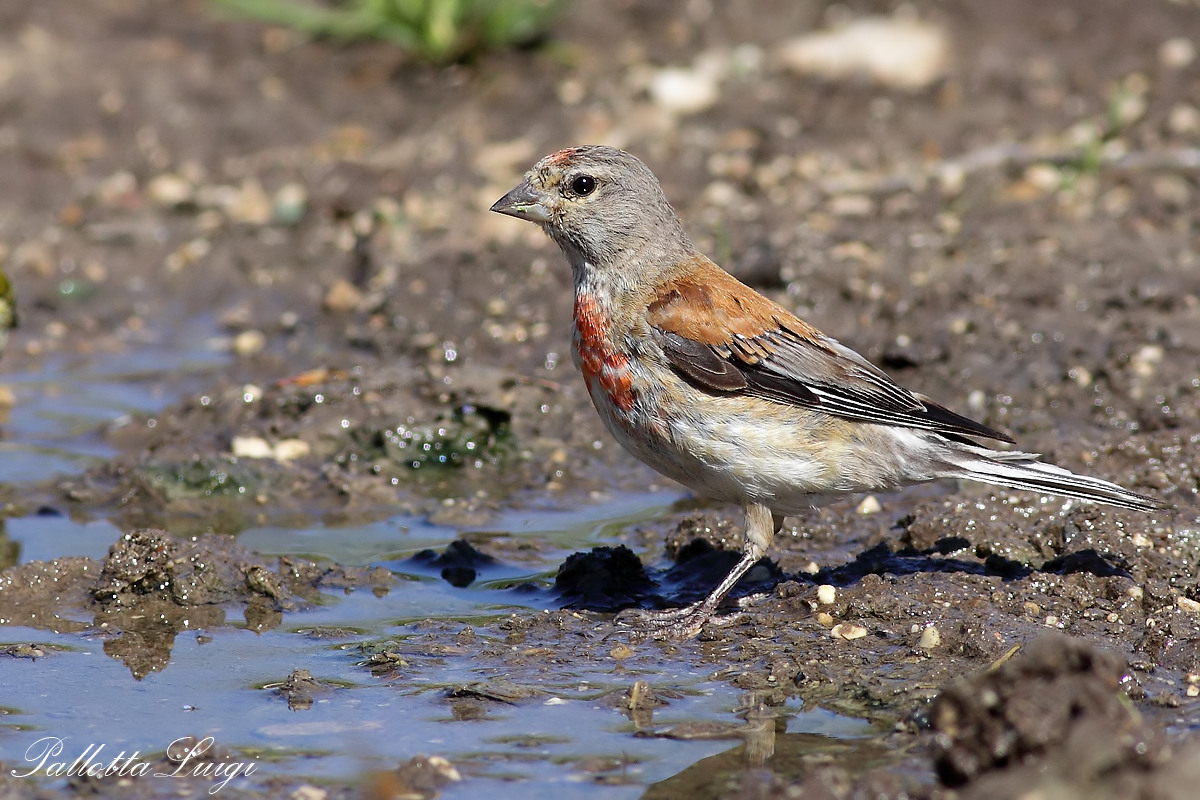 Linnet (Carduelis cannabina)...