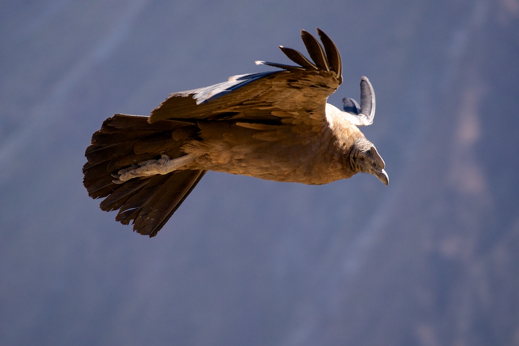 Andean Condor (immature) - Colca Canyon...