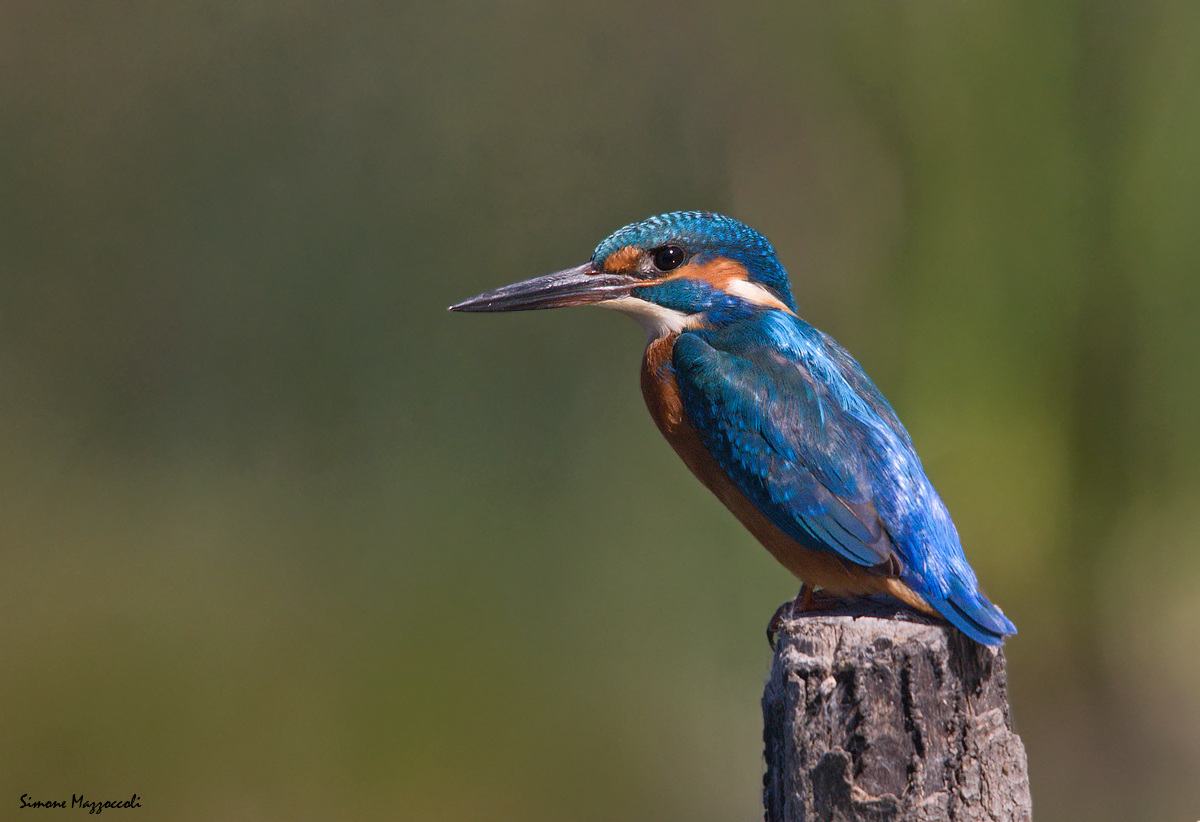Kingfisher...