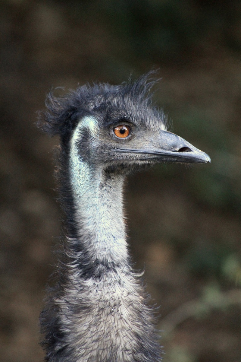 Emu...