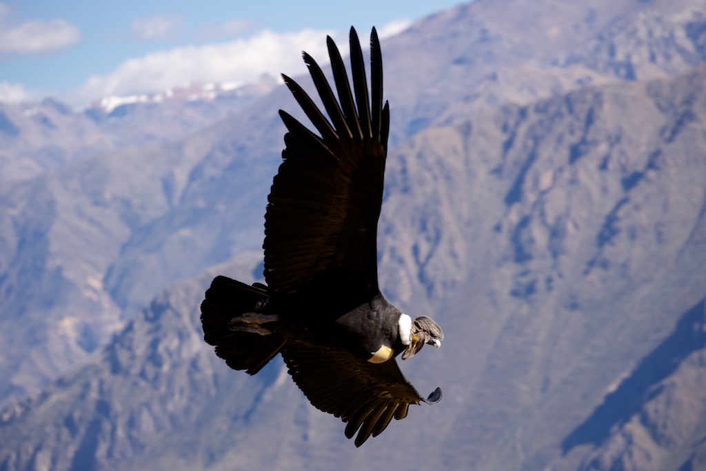 Andean Condor - Colca Canyon...