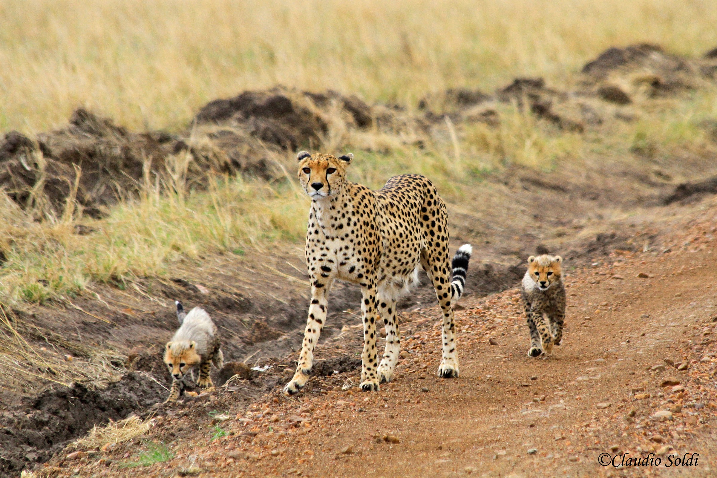Cheetah with cubs...