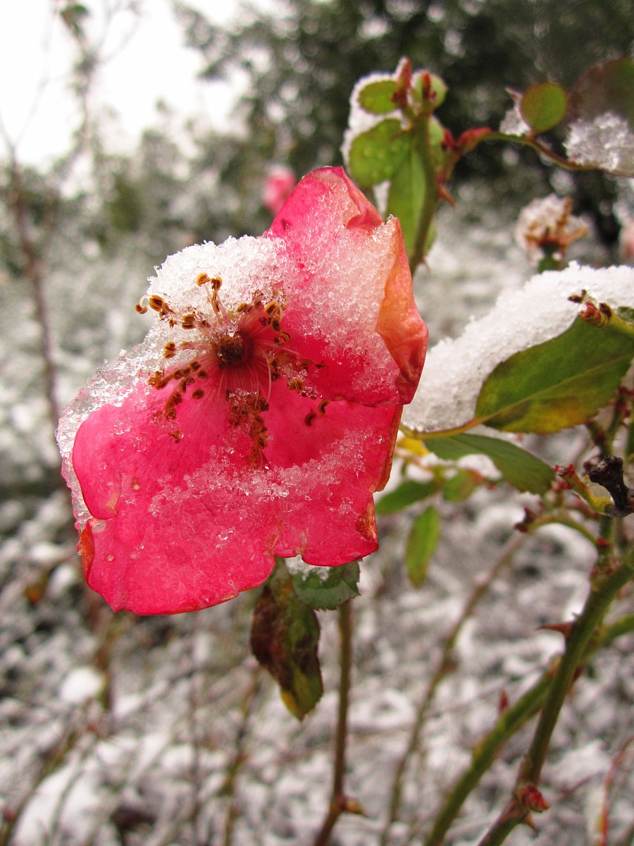 Snow's flower...