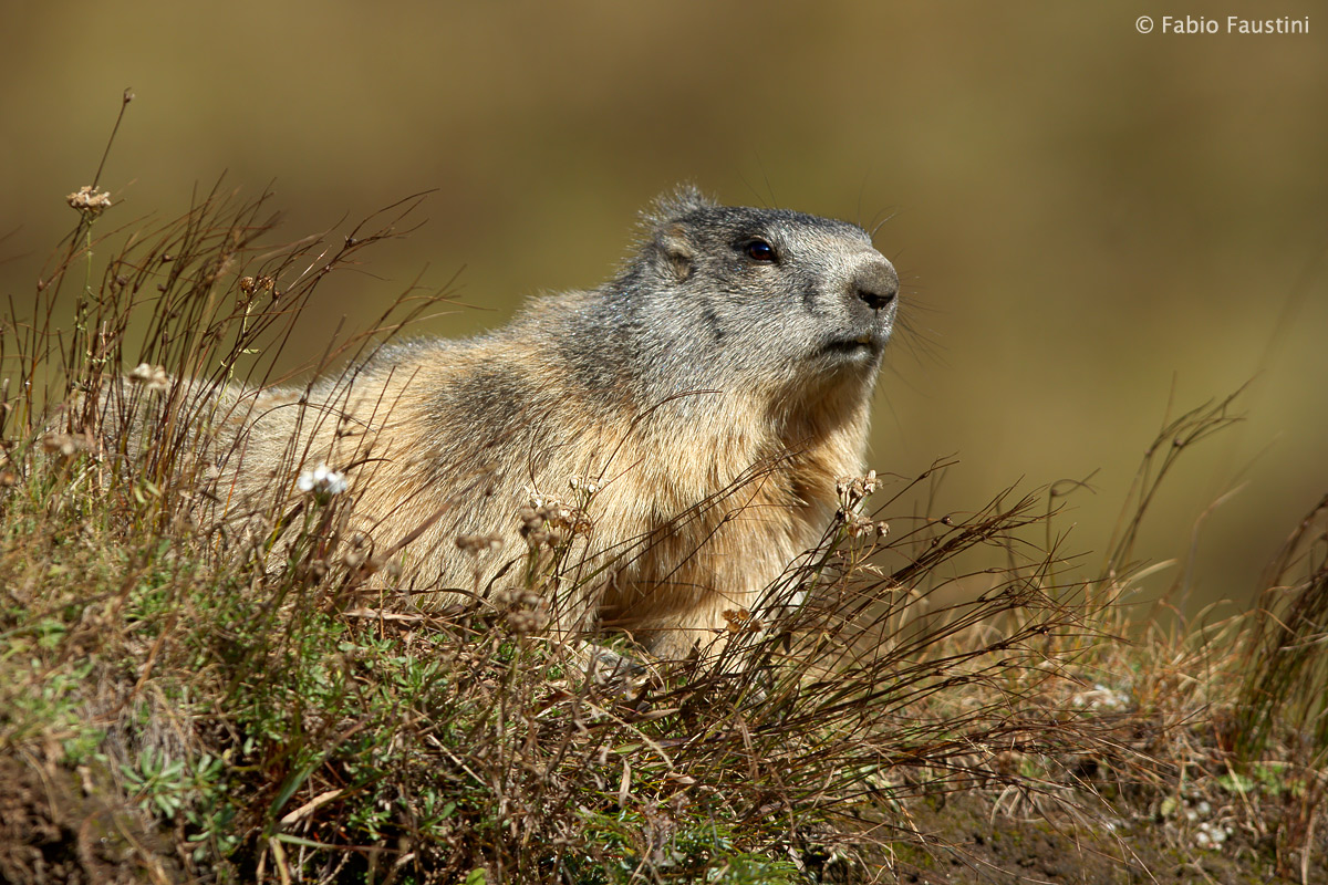 Marmot wind...