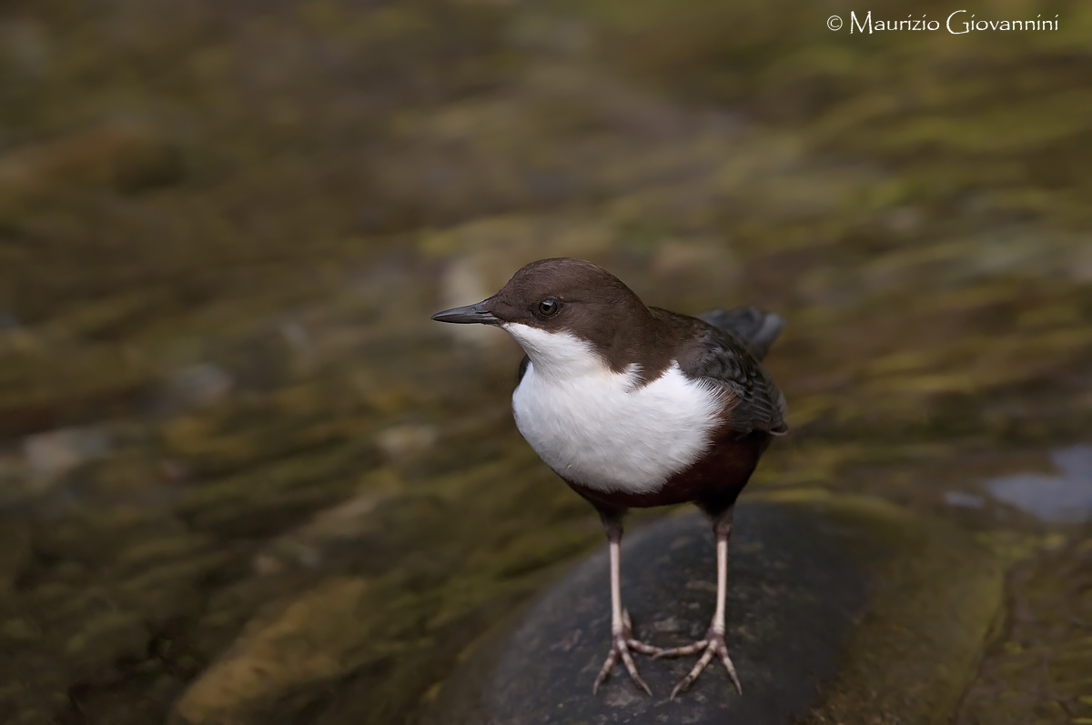 Dipper almost on a visit to the shed...