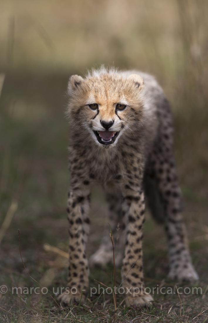 Cheetah cub 2...