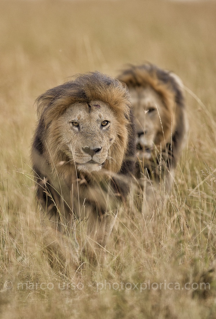 Pair of male lions...