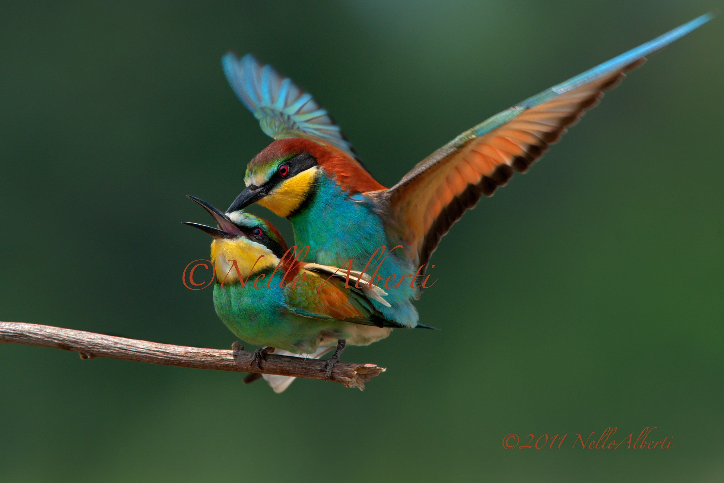 Bee-eaters in love...