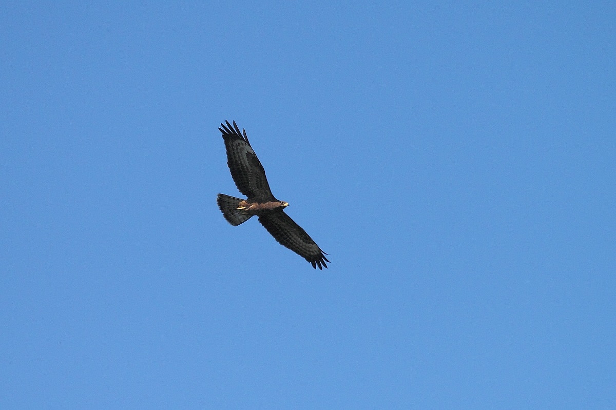 Aquila...