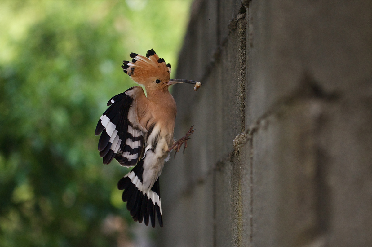 I am the ghost of Hoopoe, walk past the walls....