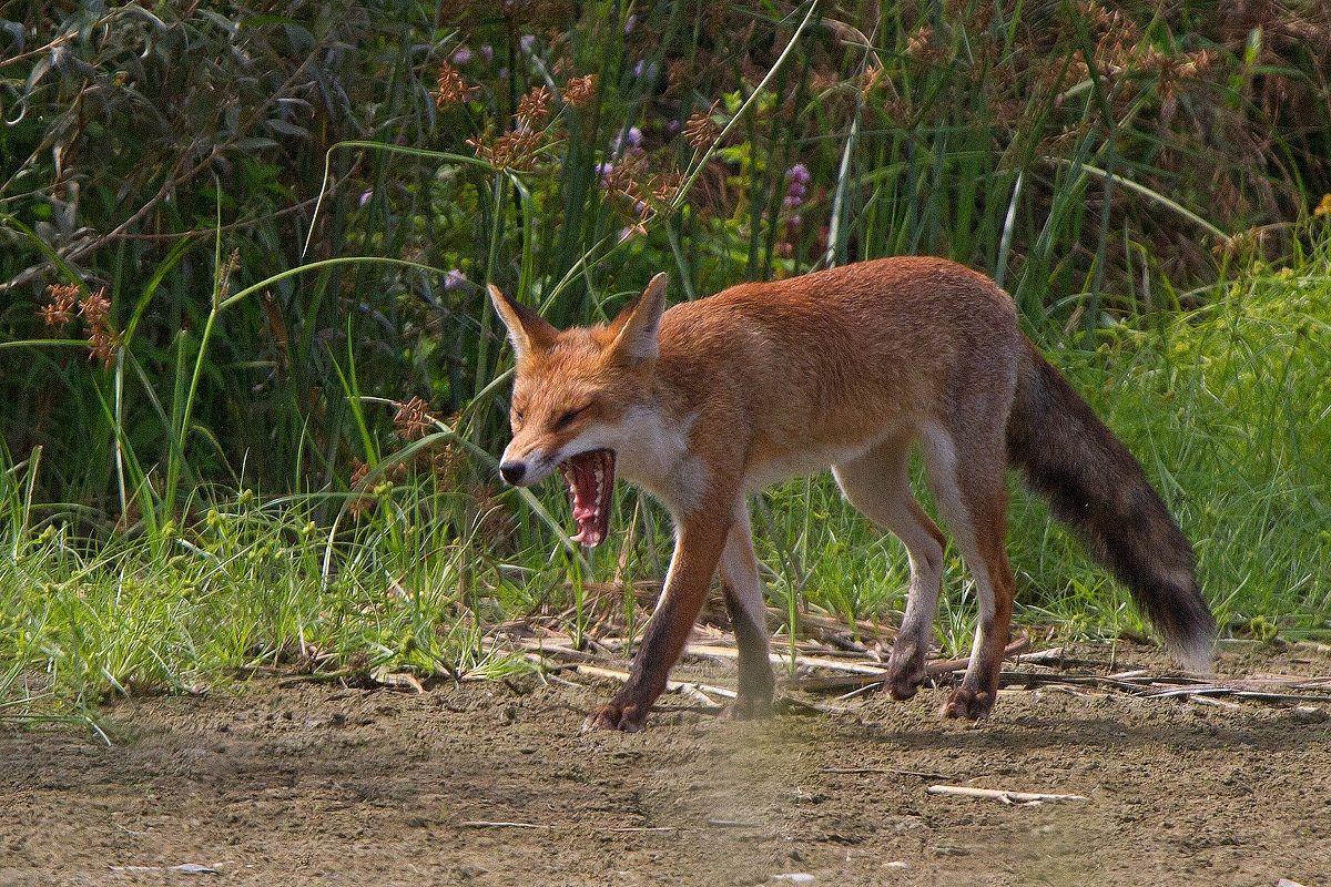 Yawn, Oasis Torrile....