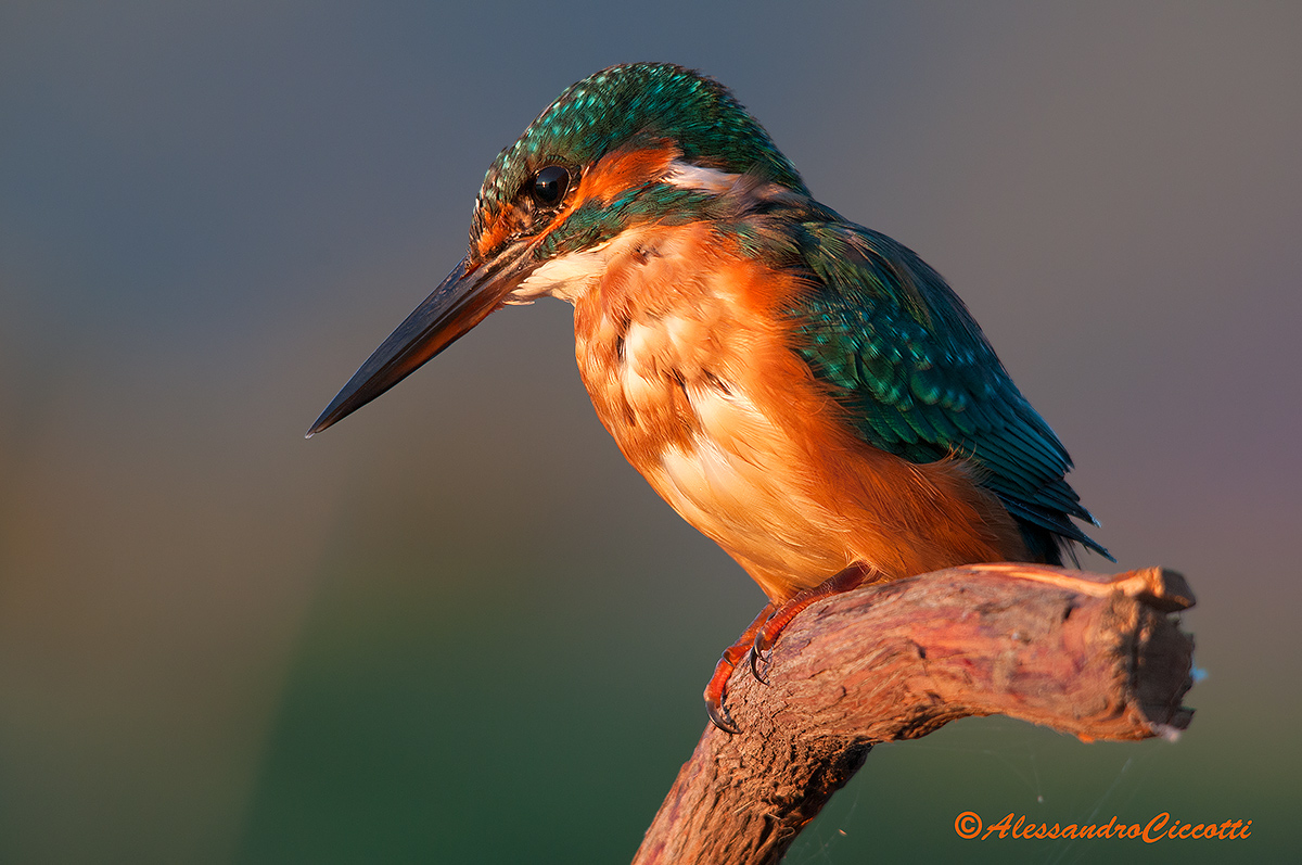 martino at sunset...