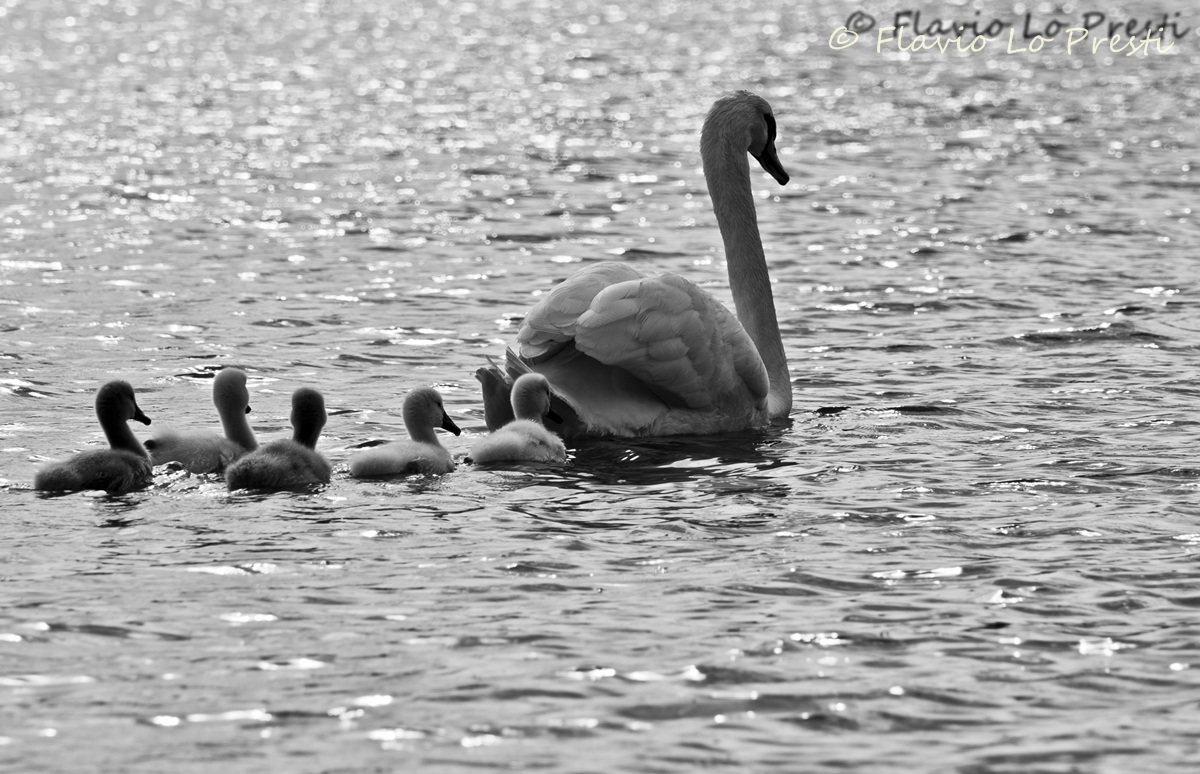 Family of swans...